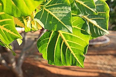 《真三国无双：起源》2026年1月登陆Switch 2 首批截图