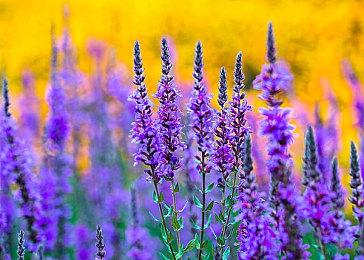 《地平线：西部禁域》全新预告 展示即将面临的挑战